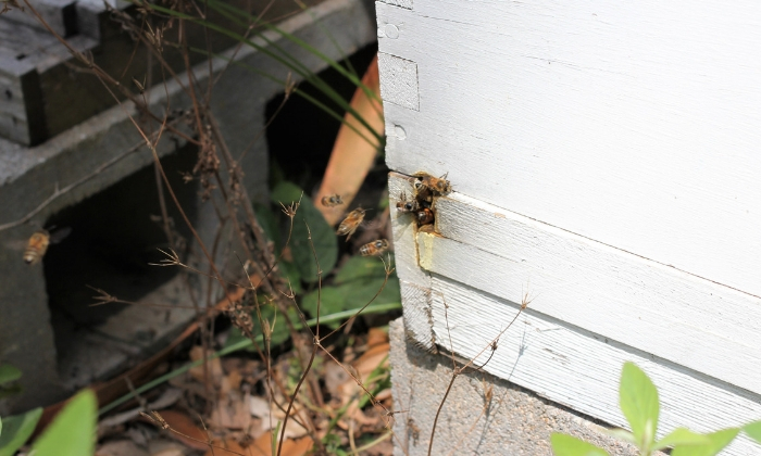 beehive-entrance